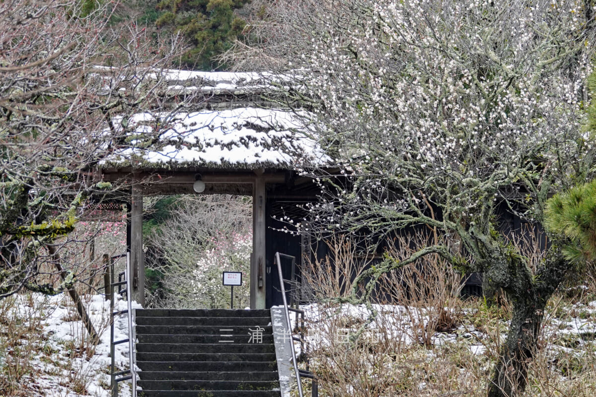 東慶寺・残雪の残る山門と梅（撮影日：2024.02.06）