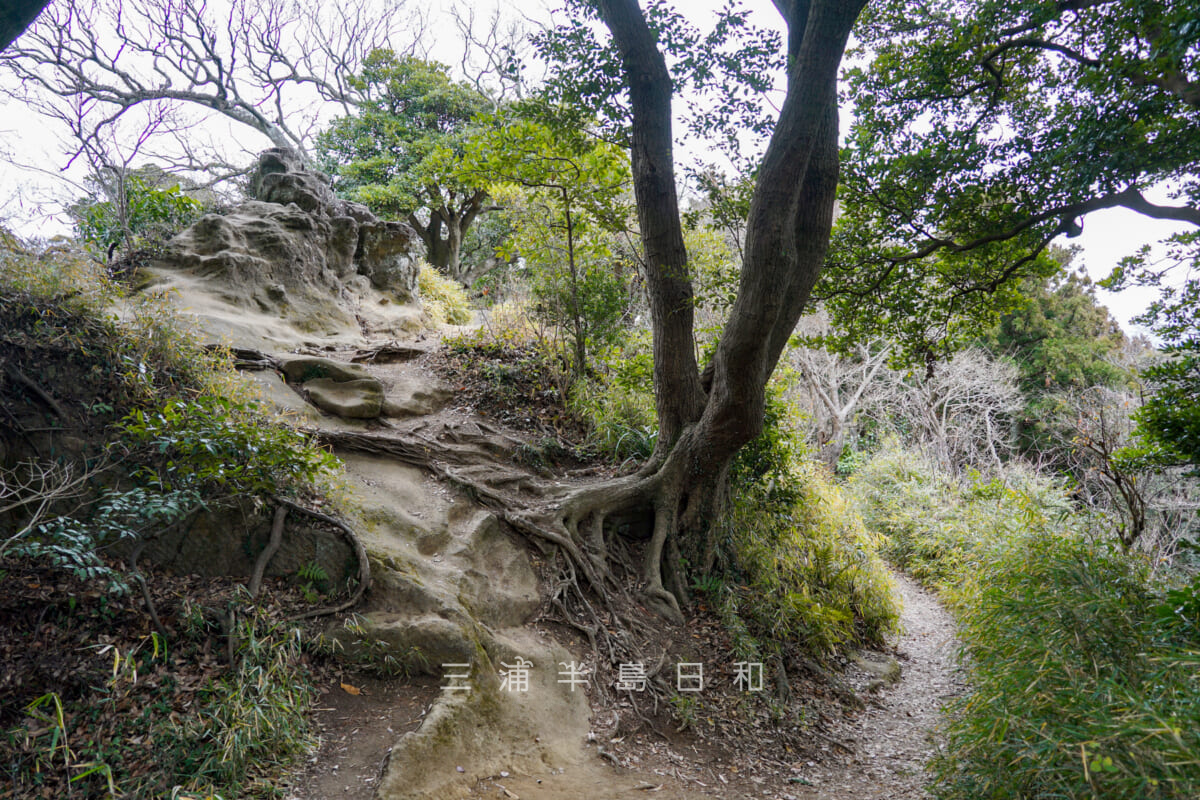 十王岩と天園ハイキングコースの尾根道（撮影日：2024.02.02）