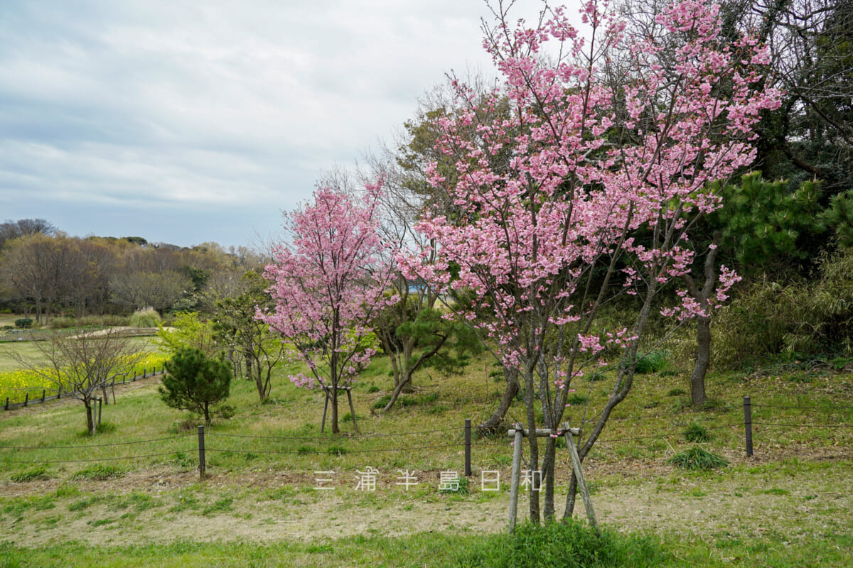 県立観音崎公園・花の広場の陽光桜（撮影日：2024.03.28）