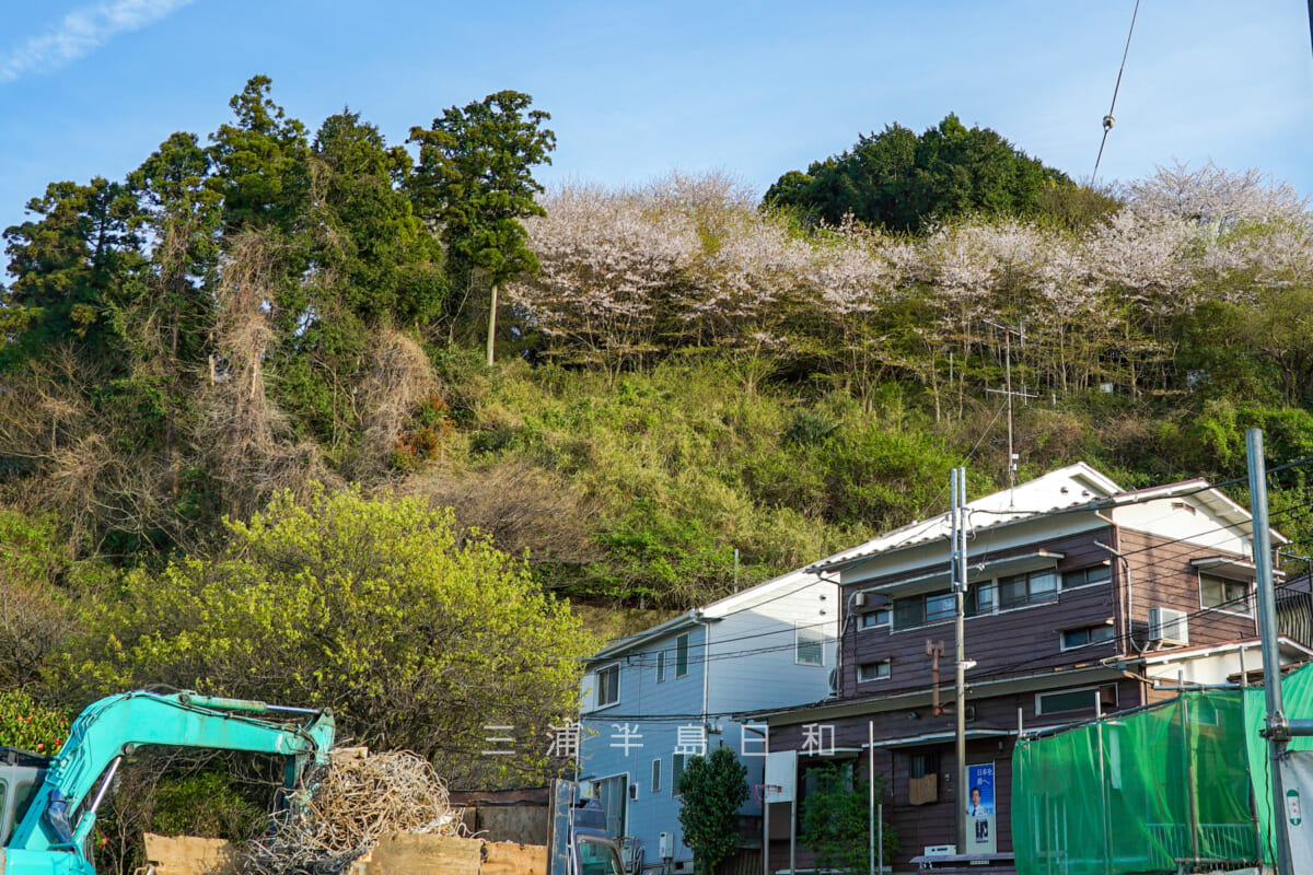 台山緑地の桜を見上げる（撮影日：2023.03.30）