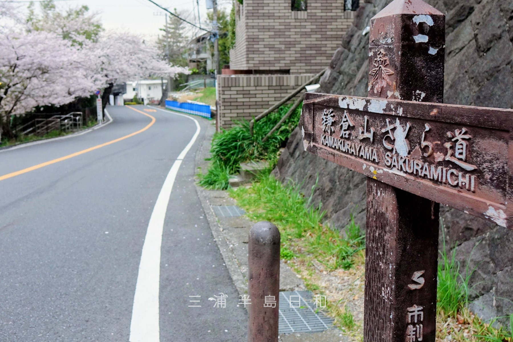 鎌倉山さくら道・道路通称名標（撮影日：2022.03.31）