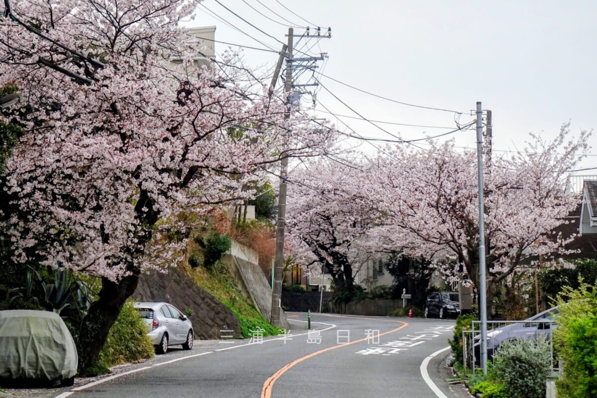 鎌倉山さくら道・ヘアピンカーブが連続する桜並木（撮影日：2022.03.31）