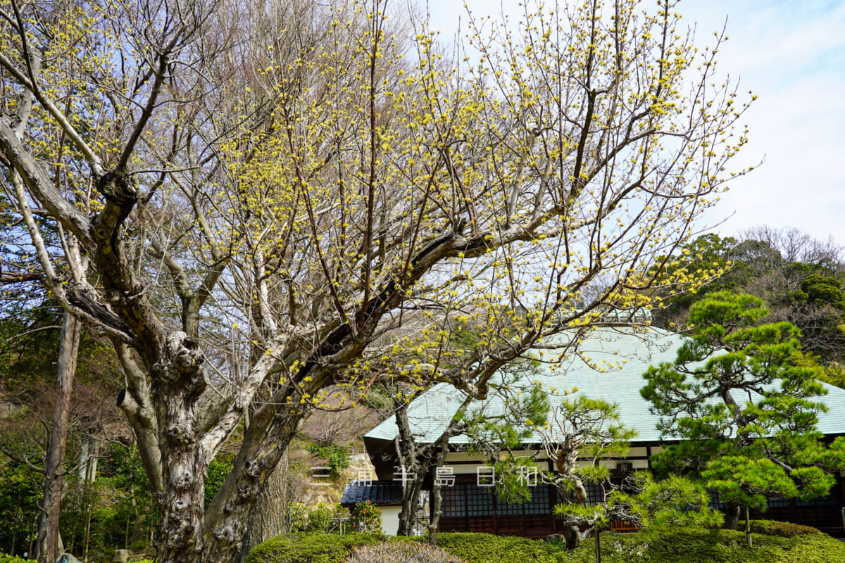 浄妙寺・本堂前の庭園に咲くサンシュユ（撮影日：2021.03.16）