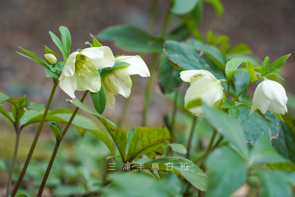 浄妙寺・クリスマスローズ（撮影日：2024.02.29）