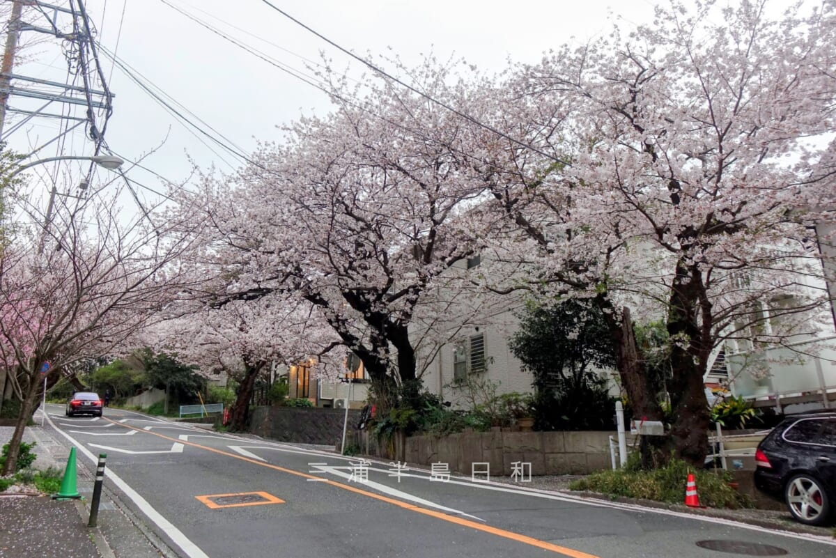 鎌倉山さくら道・ソメイヨシノの桜並木（撮影日：2022.03.31）