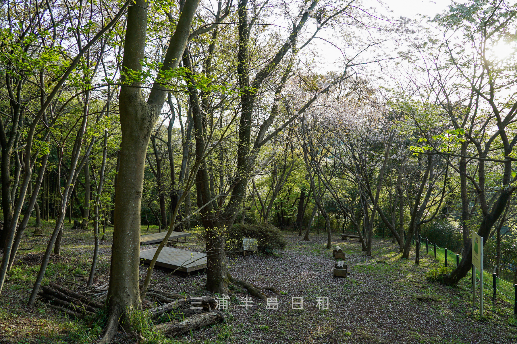 台山緑地（みんなの山）（撮影日：2023.03.30）