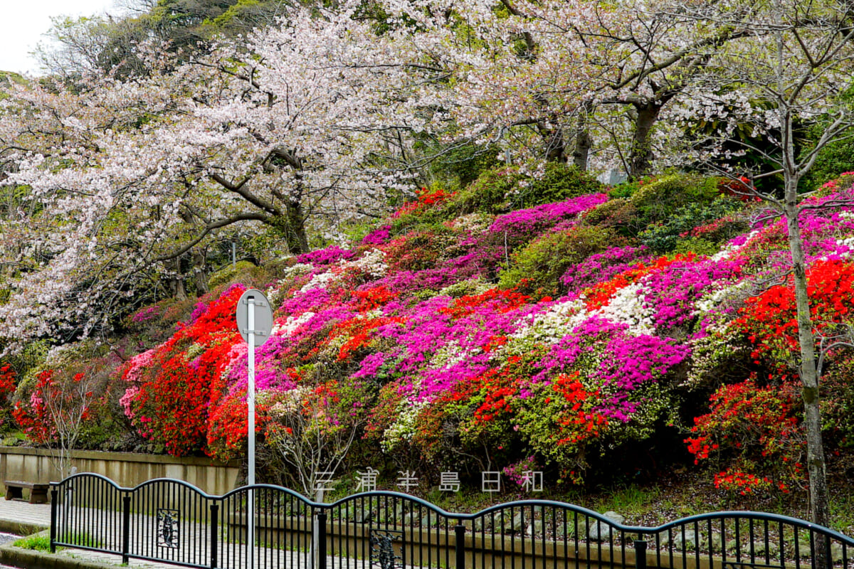 花の木公園・桜とツツジの競演（撮影日：2024.04.12）