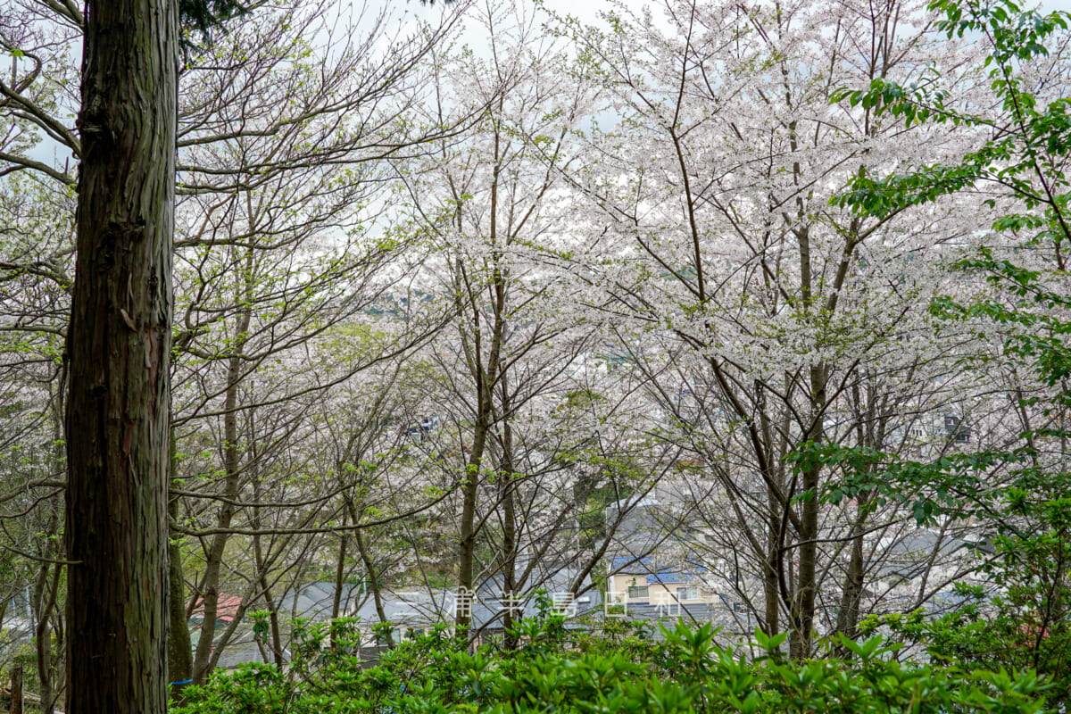 台山緑地（みんなの山）・桜（撮影日：2024.04.08）