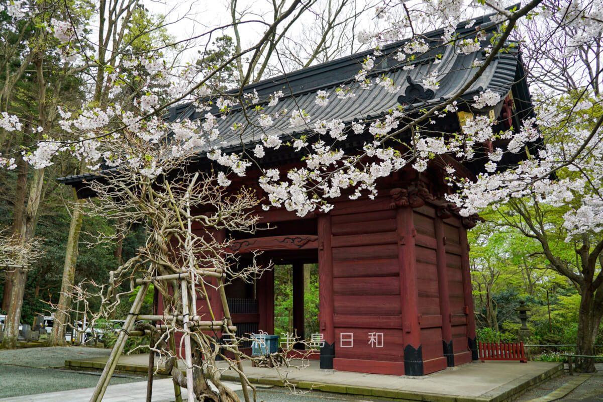 妙本寺・二天門と桜（撮影日：2024.04.05）