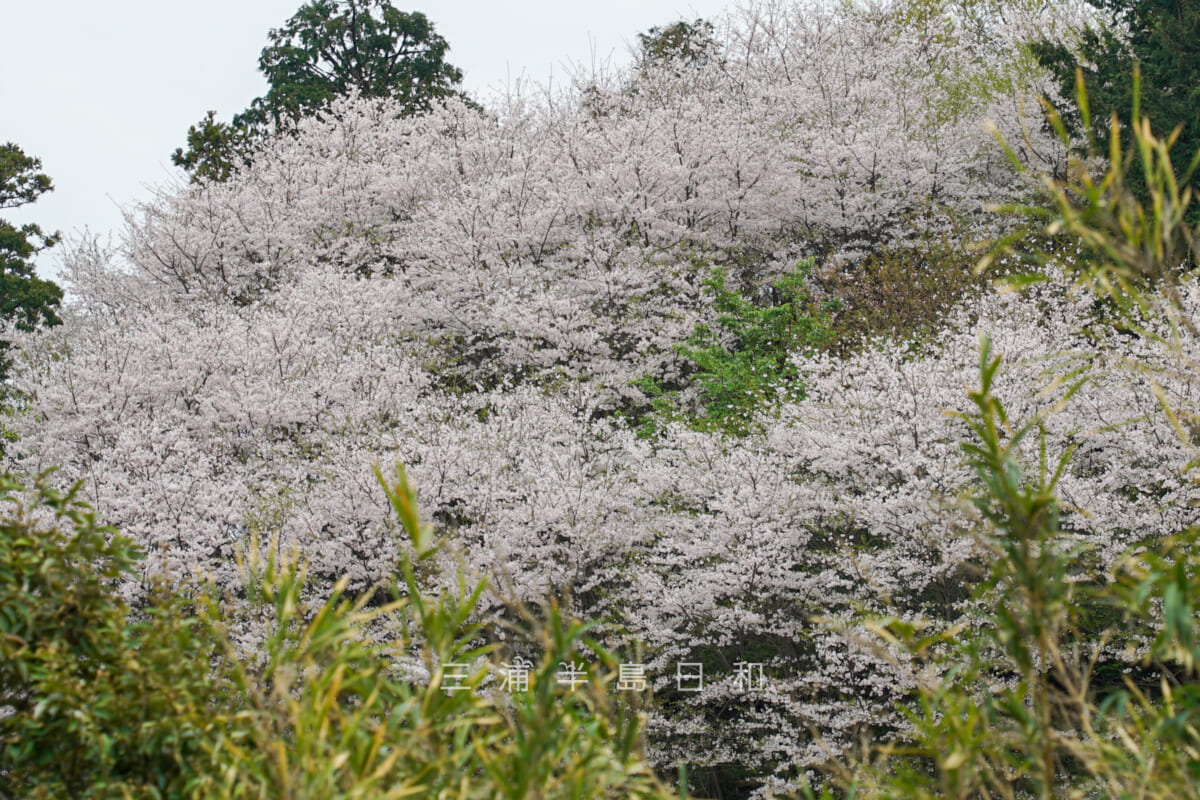 台山緑地（みんなの山）・観蔵院より満開の桜を望む（撮影日：2024.04.08）