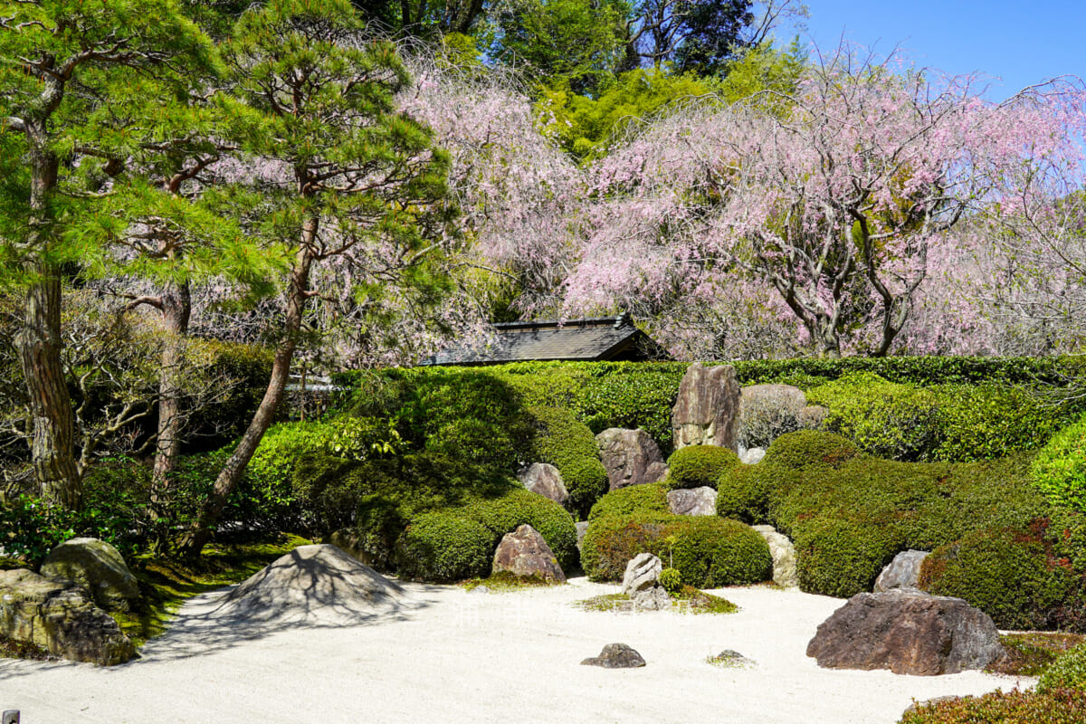 明月院・枯山水庭園越しに見る山門横のしだれ桜（撮影日：2024.04.10）