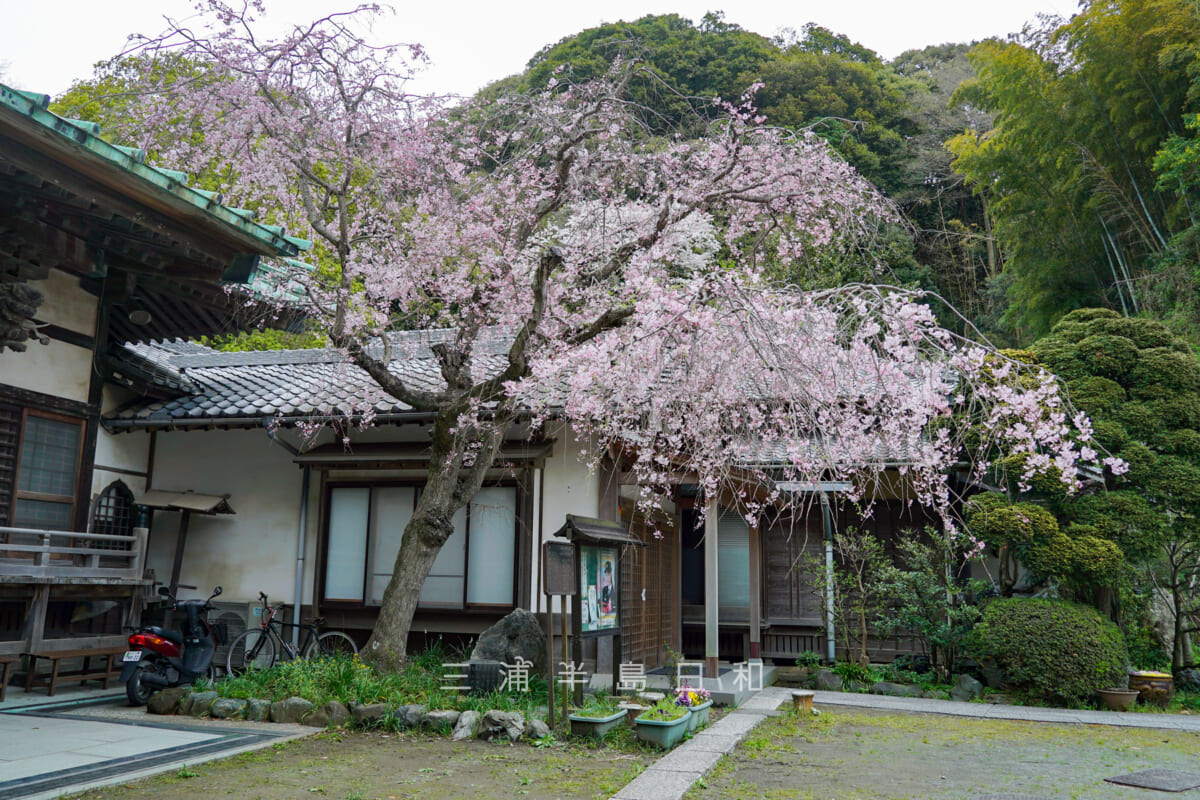 法勝寺・本堂前のしだれ桜（撮影日：2024.04.08）