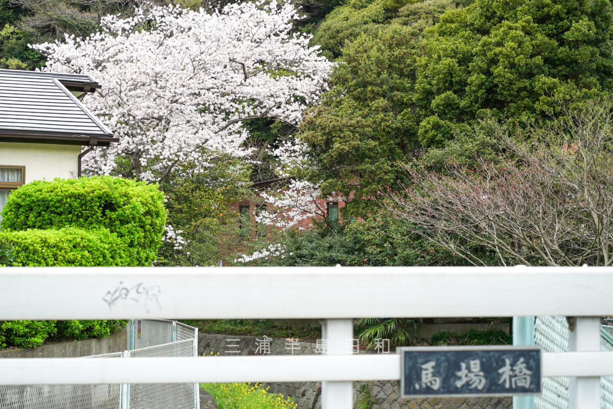 桐ヶ谷歴史庭園・馬場橋から見た矢の根川沿いの桜(撮影日:2024.04.08)
