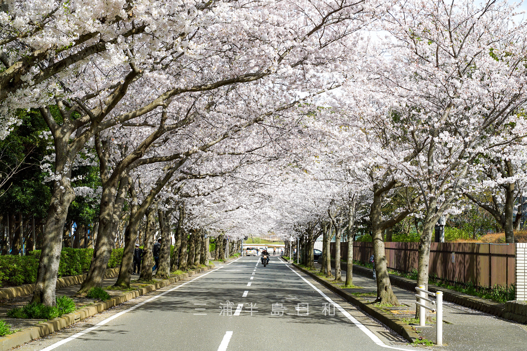岩戸中学校前桜並木（撮影日：2024.04.07）
