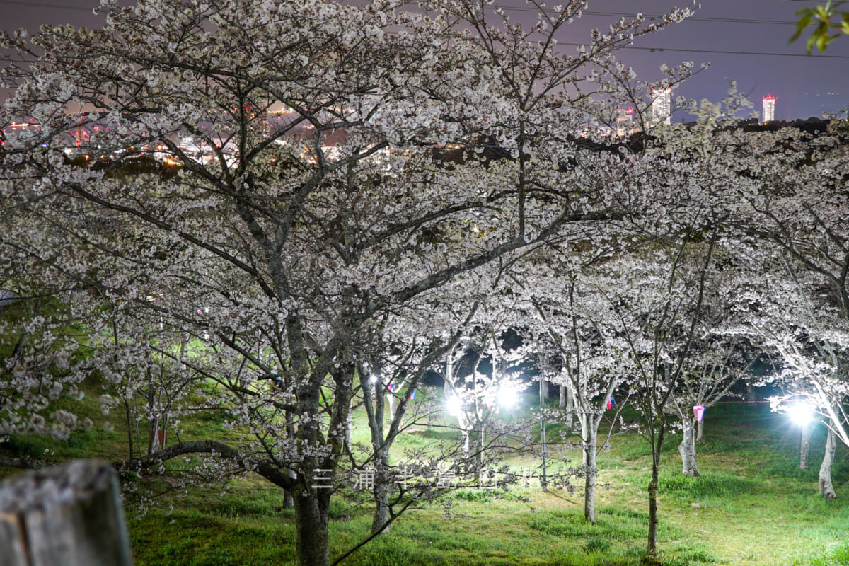 県立塚山公園・桜のライトアップ-2（撮影日：2024.04.05）