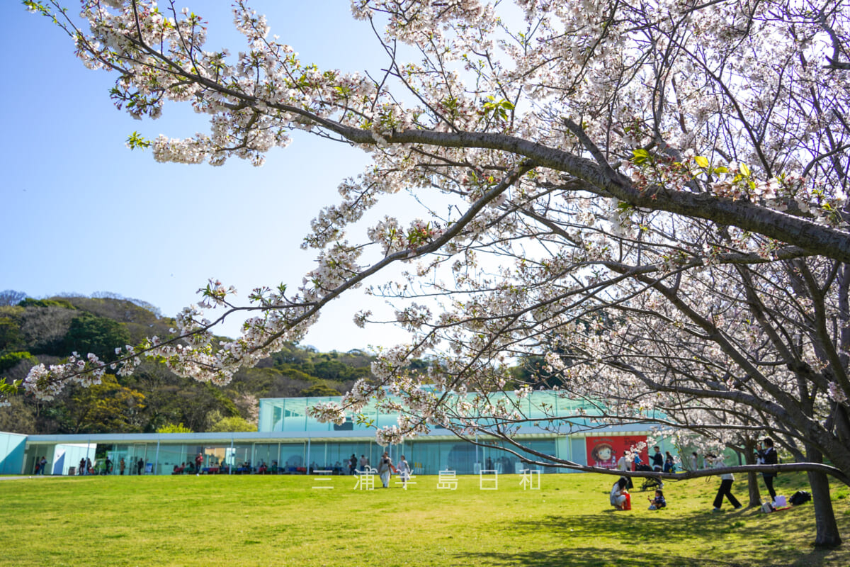 横須賀美術館・海の広場の桜と美術館の建物（撮影日：2024.04.10）