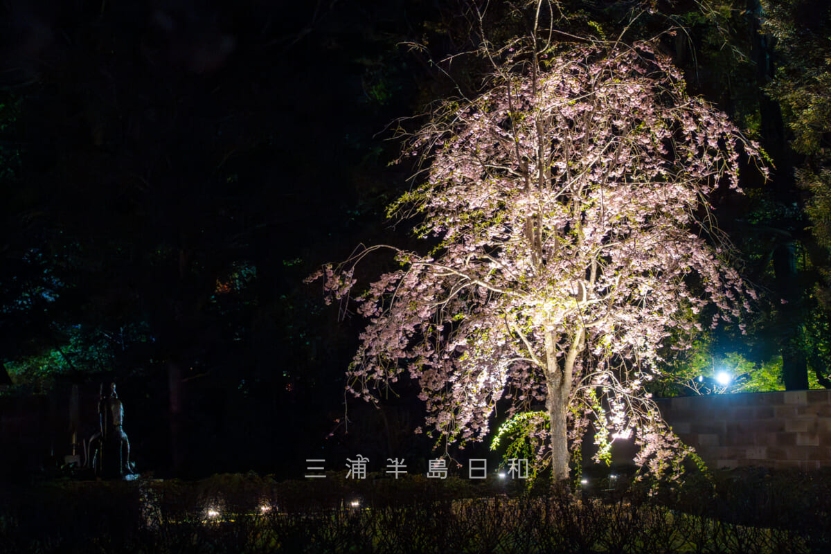 鶴岡八幡宮・鎌倉文華館鶴岡ミュージアムの夜桜（撮影日：2024.04.10）