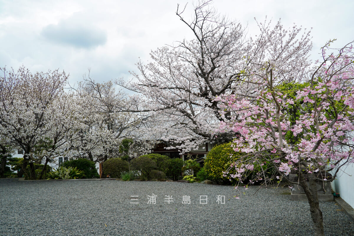 観蔵院・境内の桜（撮影日：2024.04.08）
