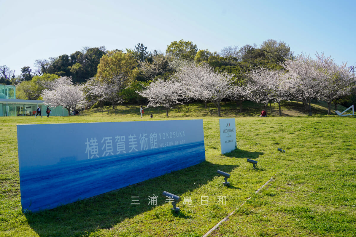 横須賀美術館・海の広場の桜（撮影日：2024.04.10）