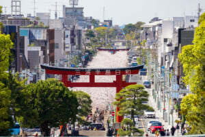 鶴岡八幡宮・本宮（上宮）前より段葛の桜並木を望む（撮影日：2024.04.10）