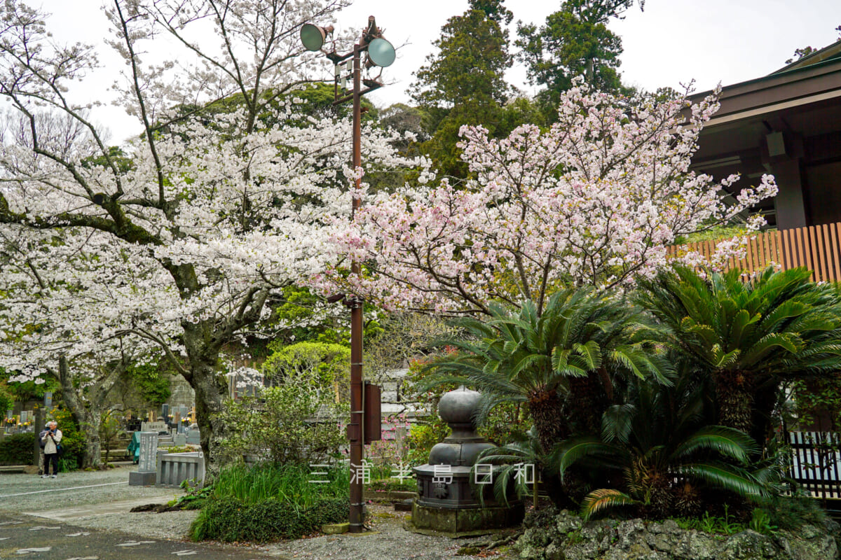 妙本寺・日蓮聖人銅像前の桜（撮影日：2024.04.05）