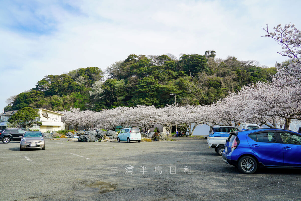 金田漁港・入口付近から見た桜並木（撮影日：2024.04.07）