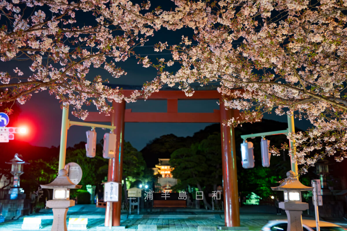 鶴岡八幡宮・段葛の夜桜越しに二の鳥居、本宮方面を望む（撮影日：2024.04.10）