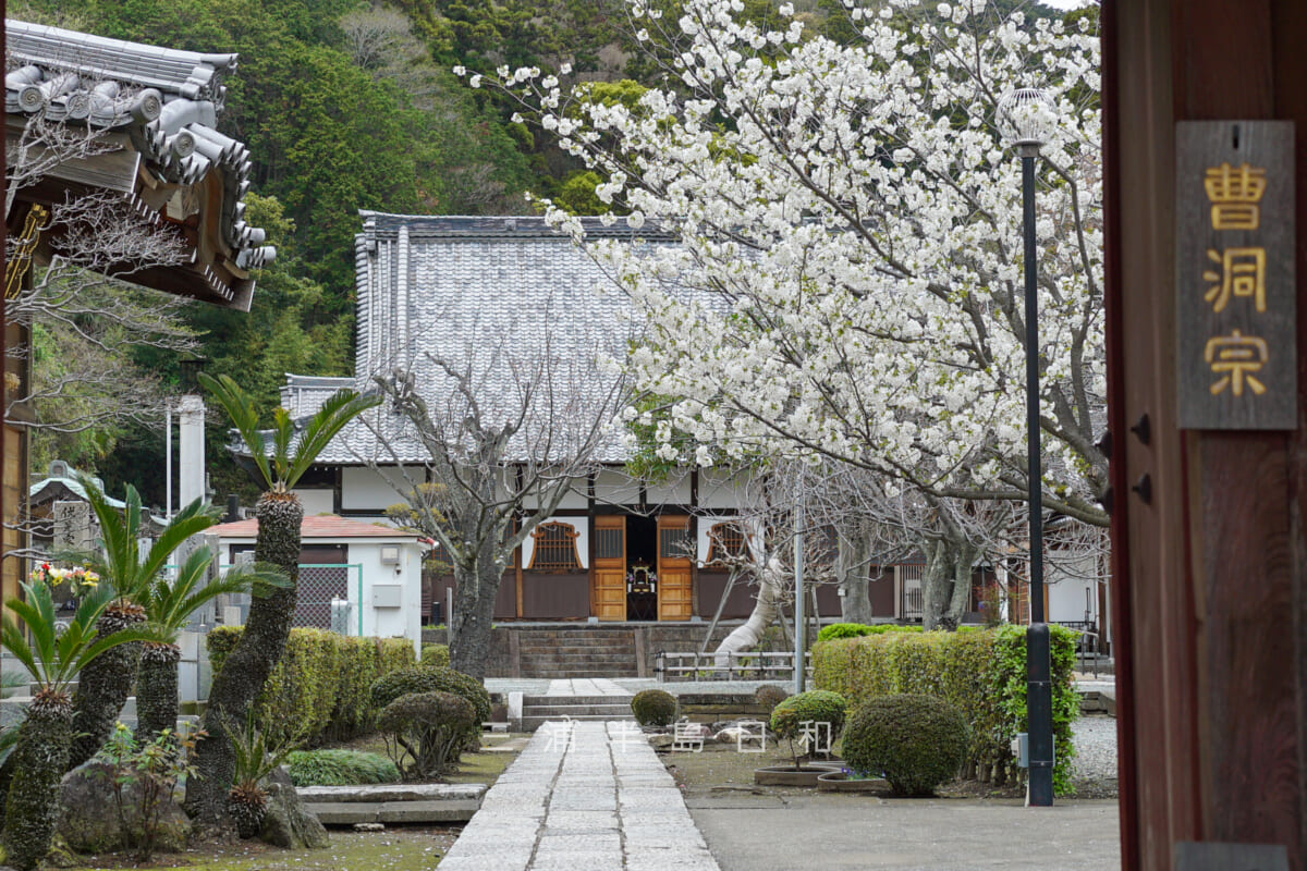 海宝院・桜の季節の境内（撮影日：2024.04.08）