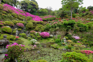 仏行寺・本堂裏のツツジの庭園（ワイド）（撮影日：2024.04.26）