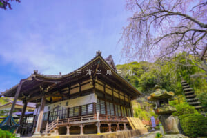 安国論寺・本堂としだれ桜（撮影日：2024.04.02）