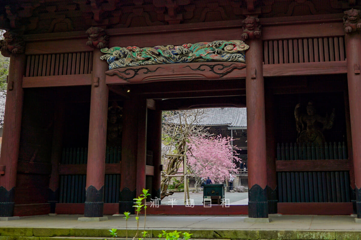 妙本寺・二天門越しに見る本堂前のカイドウ（撮影日：2024.04.05）