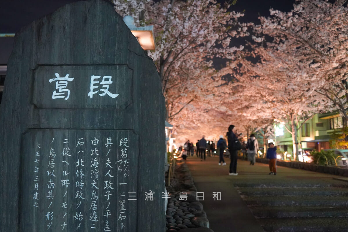 鶴岡八幡宮・「段葛」石碑と夜の桜並木（撮影日：2024.04.10）