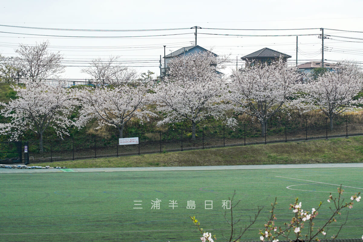 潮風スポーツ公園（三浦スポーツ公園）・多目的グラウンド横の桜（撮影日：2024.04.07）