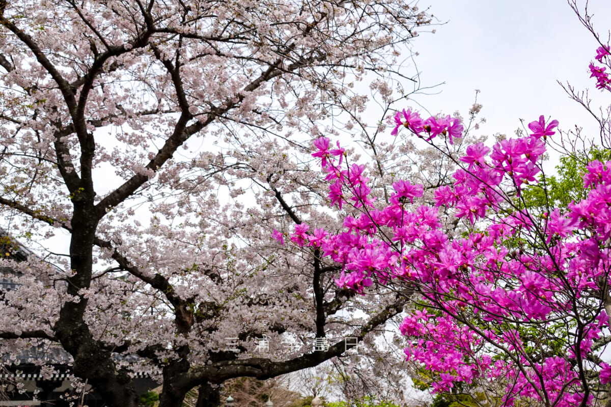 長谷寺・ツツジと桜のコラボレーション（撮影日：2023.03.27）
