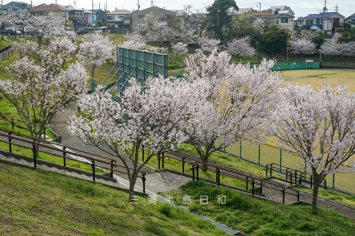 潮風スポーツ公園（三浦スポーツ公園）・野球場外野席の桜（撮影日：2024.04.07）
