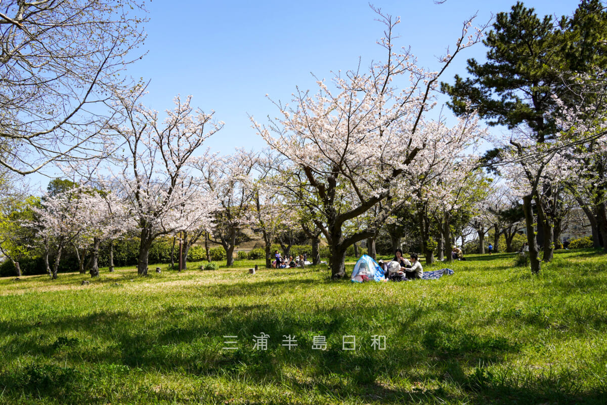 野島公園（室ノ木地区）の桜-2（撮影日：2024.04.10）