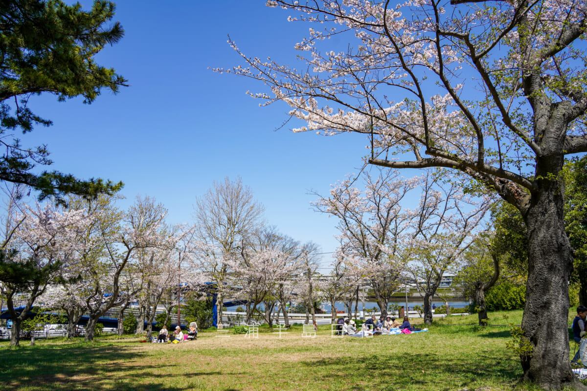 野島公園（室ノ木地区）の桜-1（撮影日：2024.04.10）