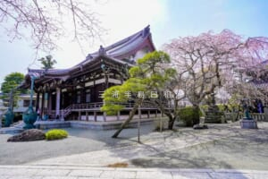 本覚寺・本堂としだれ桜（撮影日：2024.04.02）