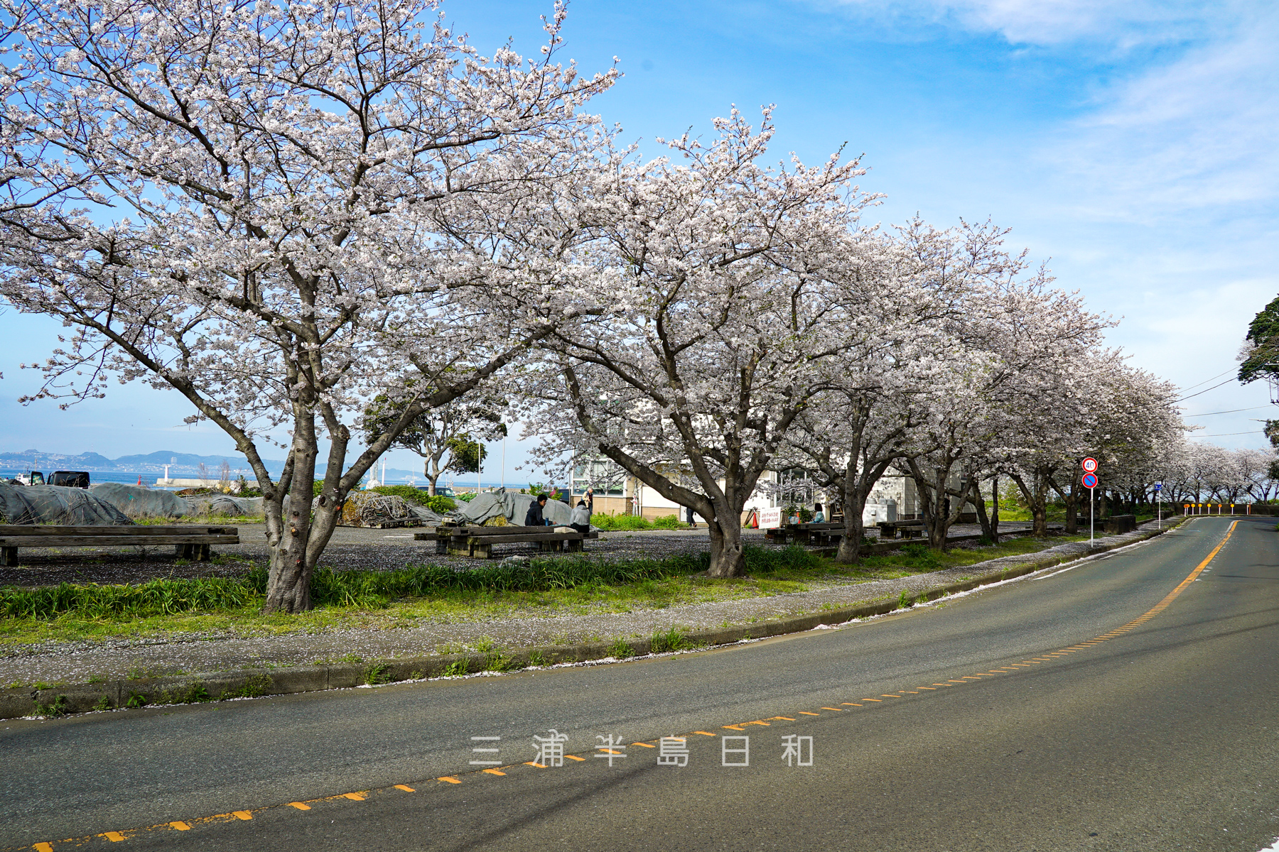 金田漁港・桜並木（撮影日：2024.04.07）