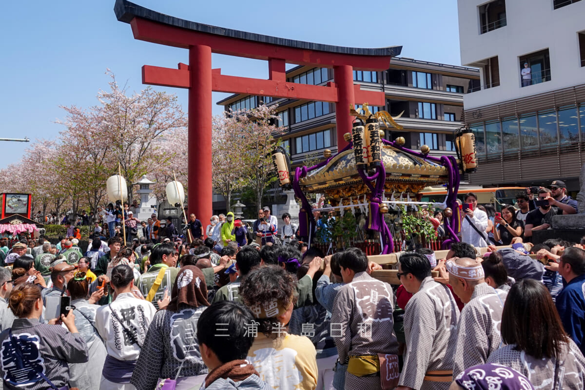 鎌倉まつり・二の鳥居前を行く五所神社の神輿（撮影日：2024.04.14）