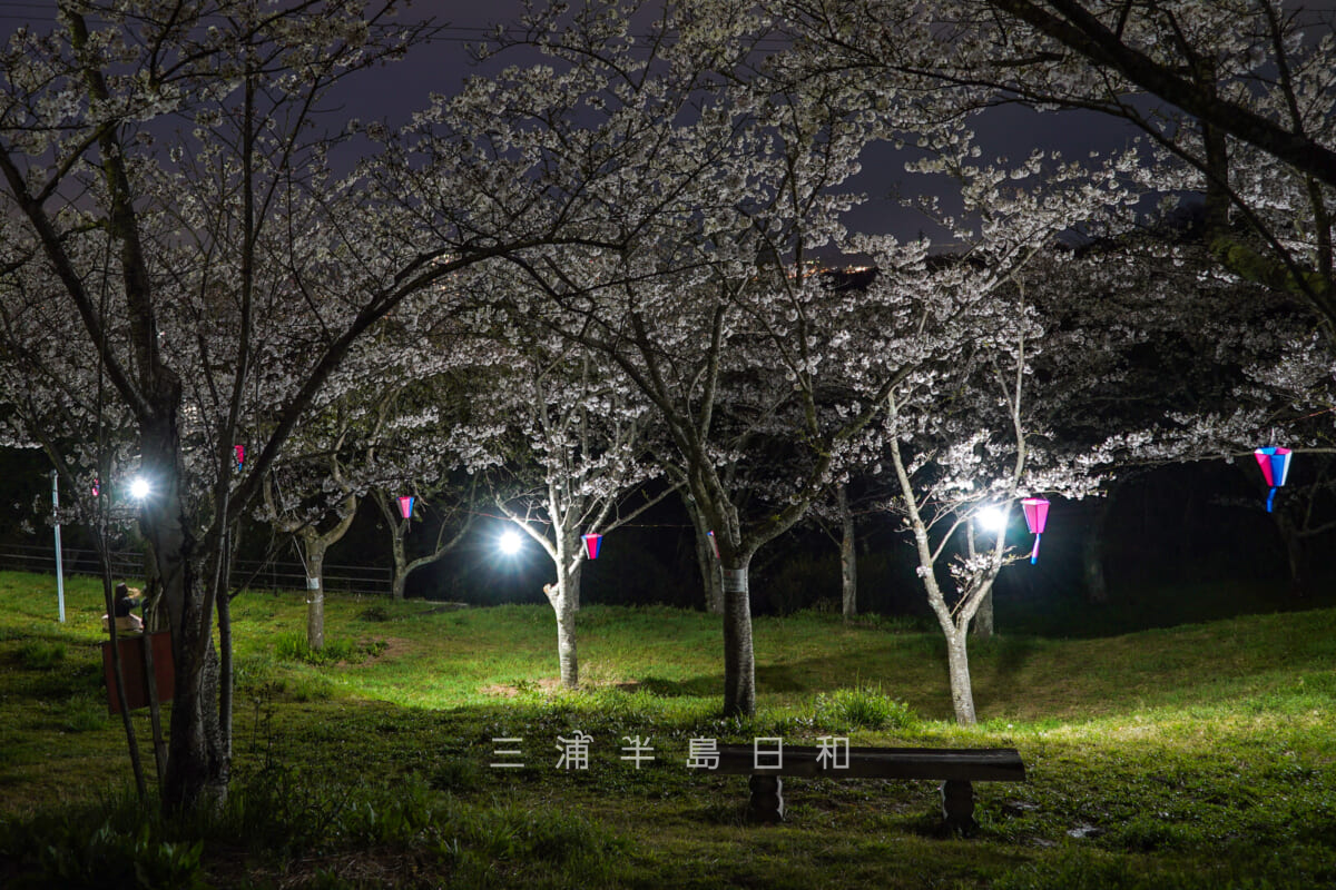 県立塚山公園・桜のライトアップ-1（撮影日：2024.04.05）