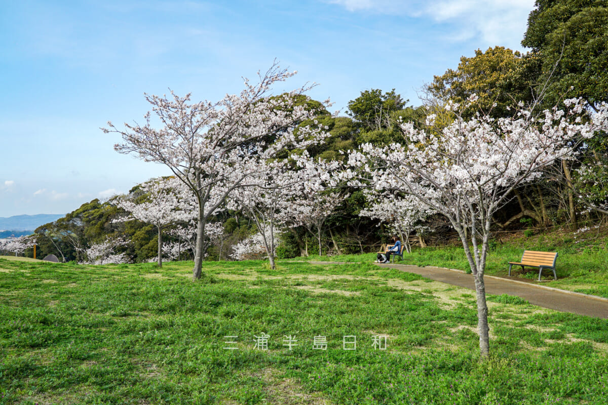 潮風スポーツ公園（三浦スポーツ公園）・林間広場の桜（撮影日：2024.04.07）