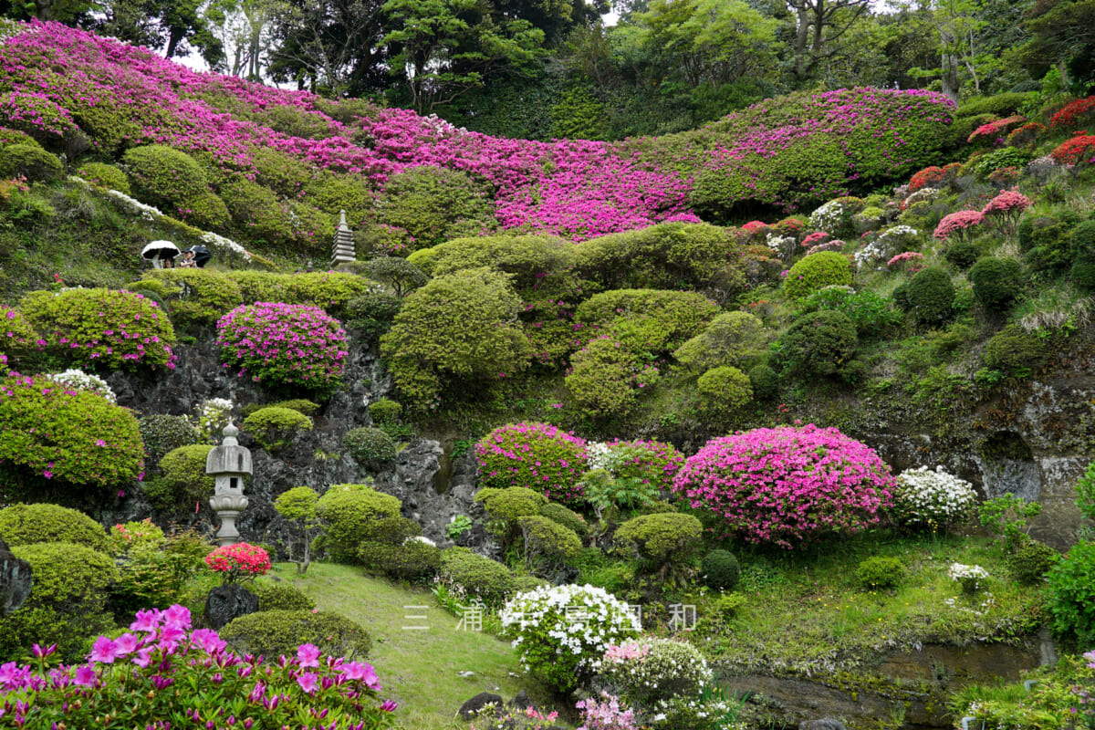 仏行寺・本堂裏のツツジの庭園(全景)(撮影日:2024.04.26)