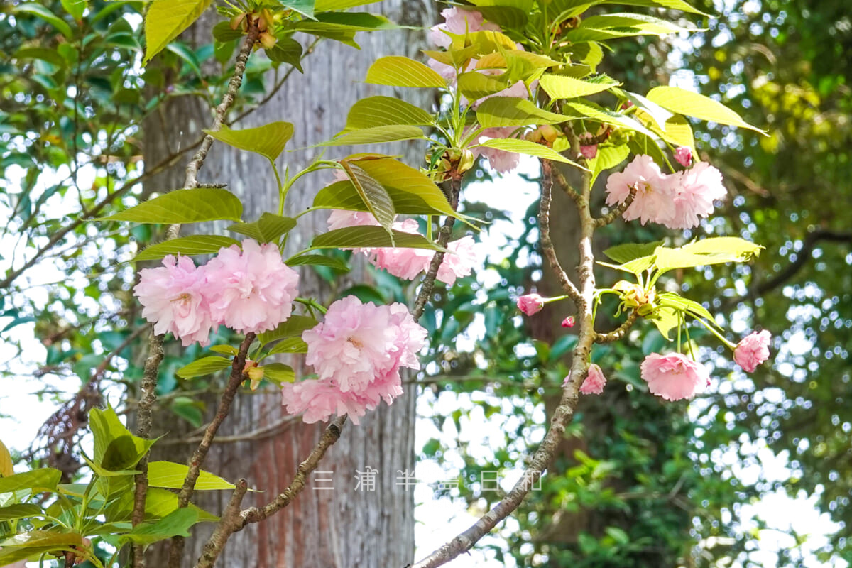 鶴岡八幡宮・白旗神社の前で咲く実朝桜（撮影日：2024.04.14）