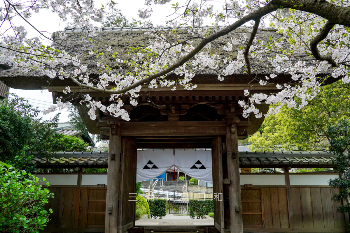 極楽寺・参道から見た山門裏の桜（撮影日：2024.04.08）