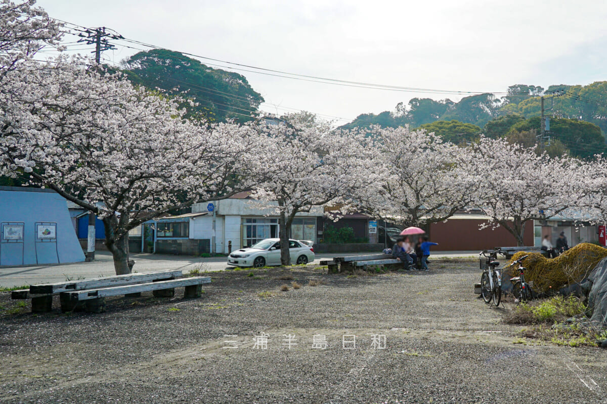 金田漁港・桜並木のお花見スポット（撮影日：2024.04.07）