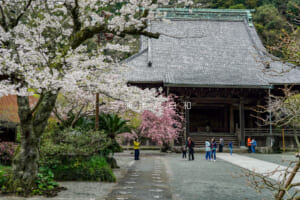 妙本寺・春の境内（撮影日：2024.04.05）