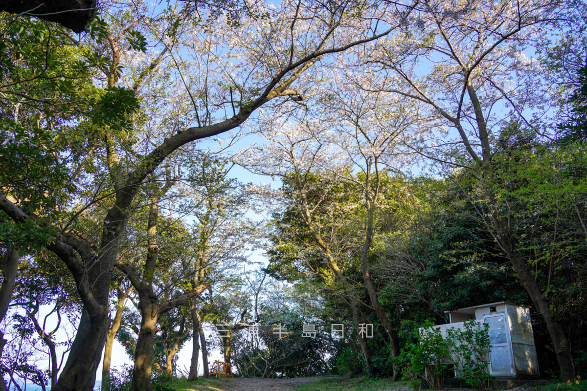 愛宕山公園・頂上の広場の桜（撮影日：2024.04.10）