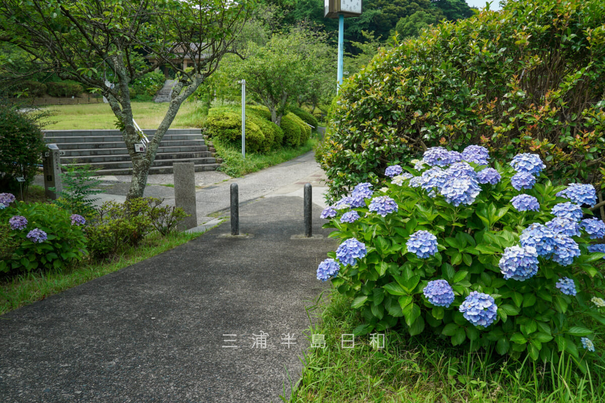 県立塚山公園・港の見える丘入口のあじさい（撮影日：2024.06.26）
