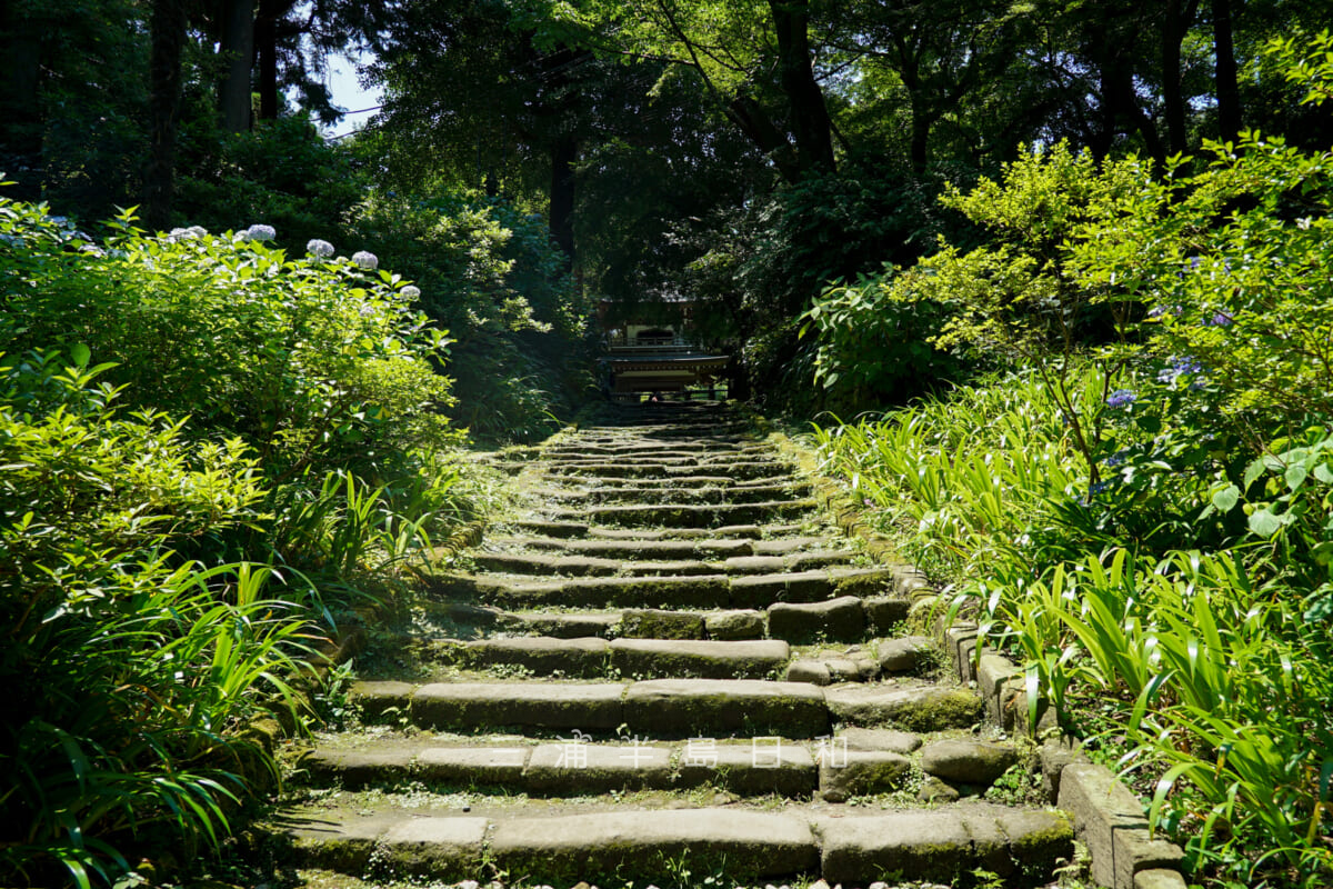 浄智寺・あじさいの咲く鎌倉石の参道(撮影日:2024.06.14)